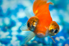 Goldfish—Small Business Attention Span