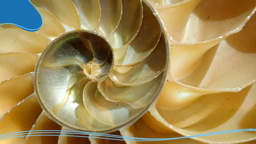 Golden ratio shell